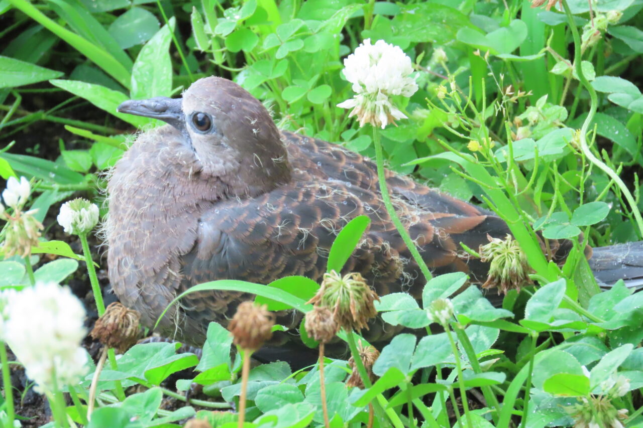 5こども園についてスクロール